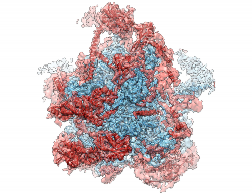 Mitochondrial ribosome revealed: Structure of large subunit deciphered