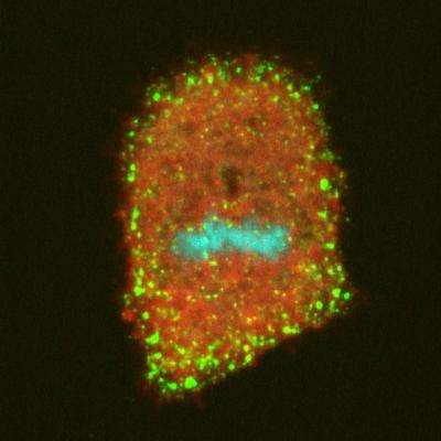 Mitosis mystery solved as role of key protein is confirmed