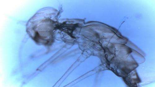 Molting Tougher on the Mayfly Than Previously Thought