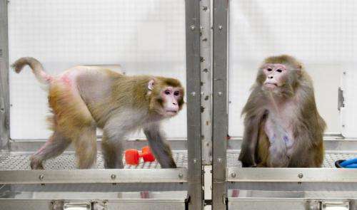Monkey caloric restriction study shows big benefit; contradicts earlier study