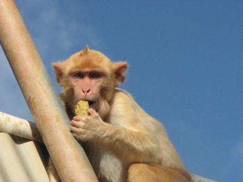 Monkeys also believe in winning streaks, study shows