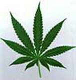 More doctors than consumers favor legalizing medical marijuana: survey
