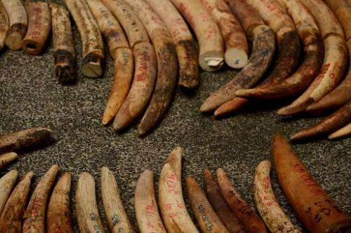More than 35,000 elephants are killed across Africa every year for their tusks