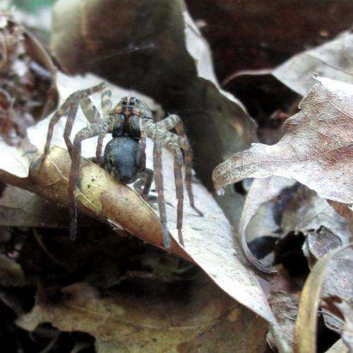 More wolf spiders feasting on American toads due to invasive grass, UGA study shows