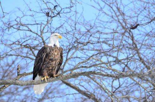 Most Iowa bald eagles are not exposed to high levels of lead, according to new research