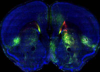 小鼠脑图集地图神经网络以揭示脑区如何互动
