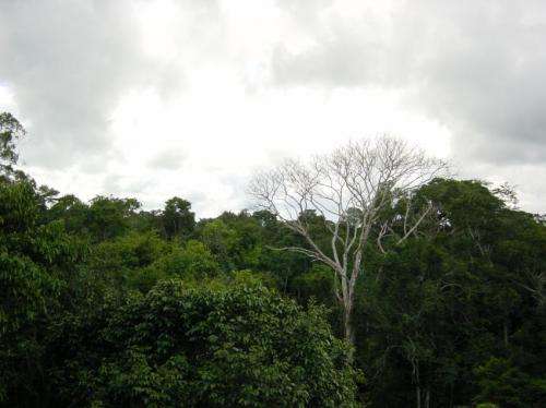 Study shows extra Amazon greenness during drought an optical illusion