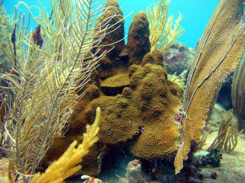 Older coral species are hardier than newer ones
