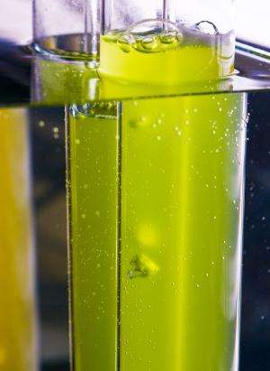 MSU research into algal biofuels propels larger study