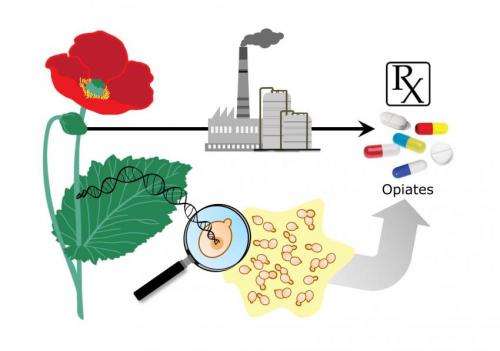 Stanford bioengineers close to brewing opioid painkillers without using opium from poppies