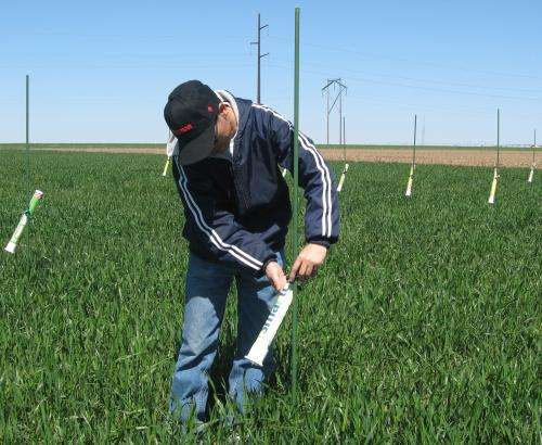 Multiple studies provide insight into drought tolerance of TAM wheat varieties