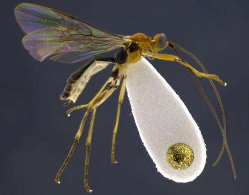 Mummy-making wasps discovered in Ecuador