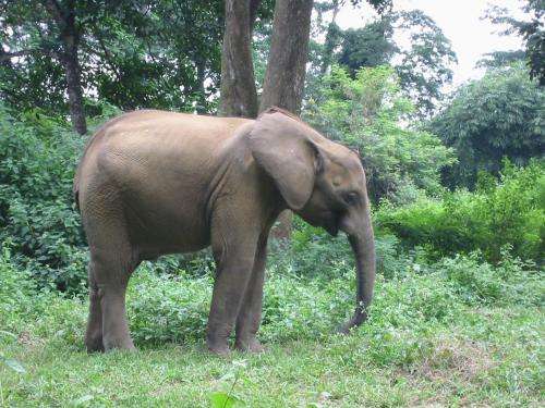 MU researcher's study of African forest elephants helps guide research efforts in the US