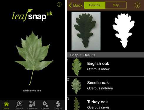 Museum launches tree identification app