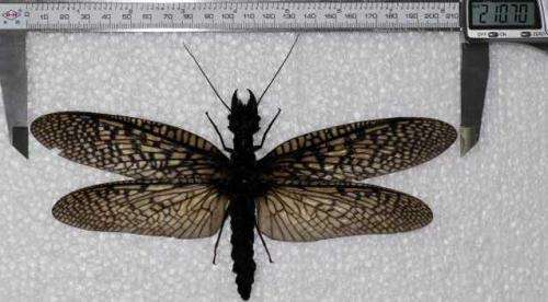 Museum workers pronounce dobsonfly found in China, largest aquatic insect