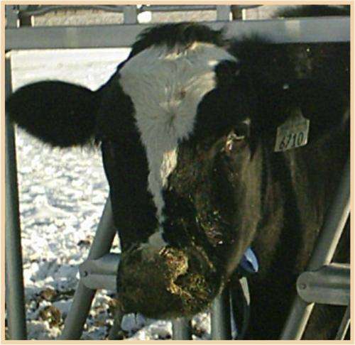 Mutating virus suppresses cow’s immune response