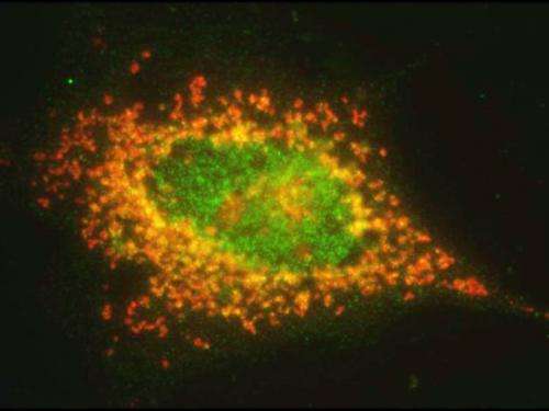 Mutations prevent programmed cell death