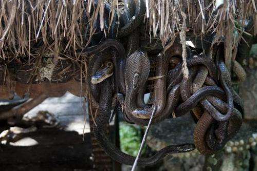 Myanmar is home to 40 venomous snakes, pictured are cobras at an enclosure at the city zoo in Yangon, on October 5, 2013
