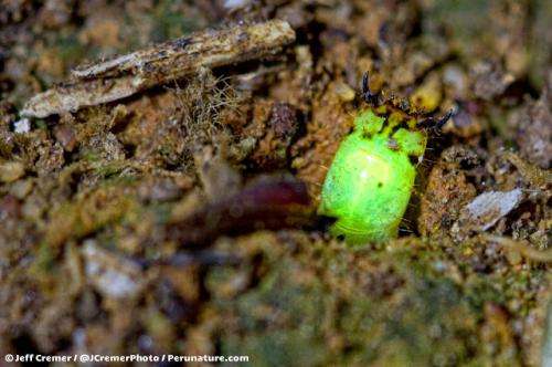 Mysterious glowworm found in Peruvian rainforest