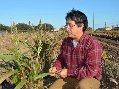 Mysterious pest threatens Texas’ billion dollar grain sorghum crop