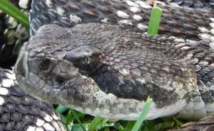 Mystery of California's killer rattlesnakes solved