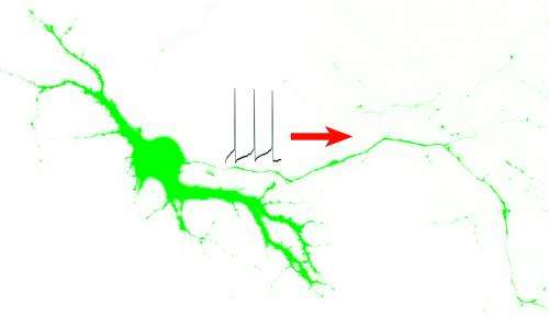 Mystery solved: How nerve impulse generators get where they need to go