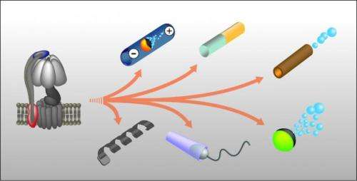 Nano- and microrobots inspired by biological motors