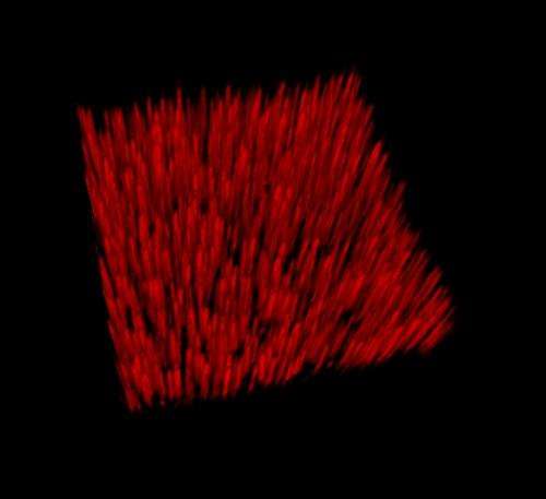 Nano-forests to reveal secrets of cells