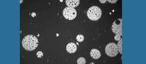 Nanosponge decoy fights superbug infections