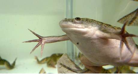 National Xenopus resource at the MBL innovates new way to study proteins