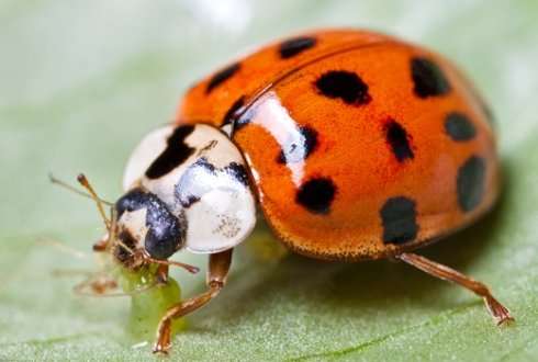 Natural enemies of exotic Asian ladybird discovered in the Netherlands