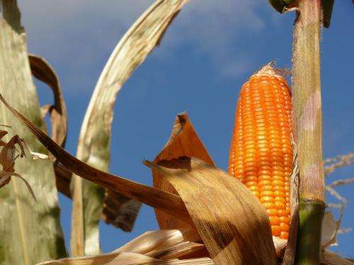 Natural gene selection can produce orange corn rich in provitamin A for Africa, US