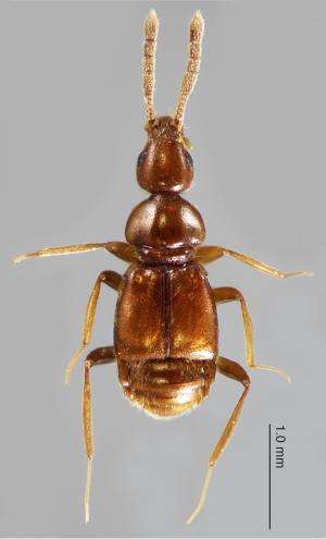 Natural History Museum, London, yields remarkable new beetle specimens from Brazil