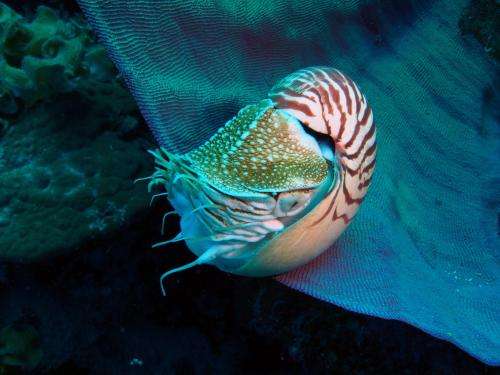 Call to ban trade on iconic Nautilus seashell