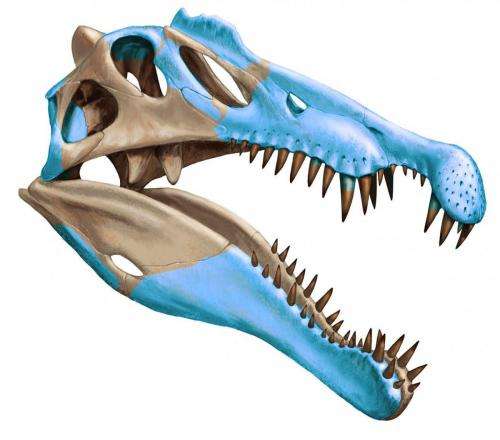 Shark-munching Spinosaurus was first-known water dinosaur