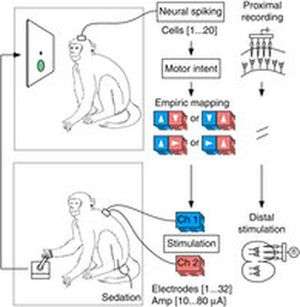 Monkey think, monkey do: experiment could lead to paralysis cure