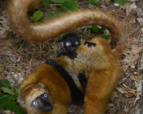 Nearly 50 years of lemur data now available online