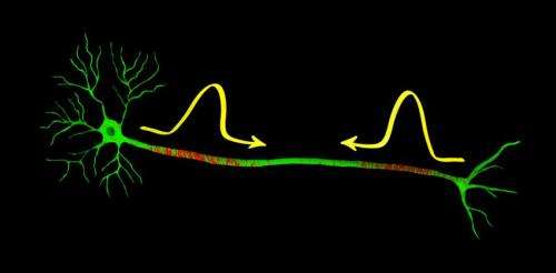Nerve impulses can collide and continue unaffected