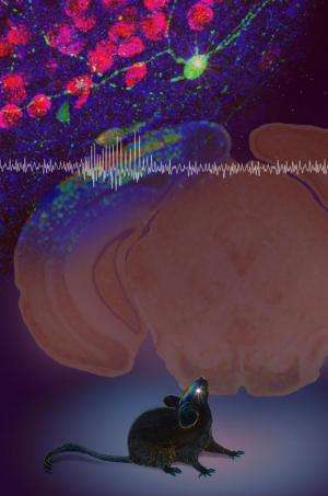Neural transplant reduces absence epilepsy seizures in mice