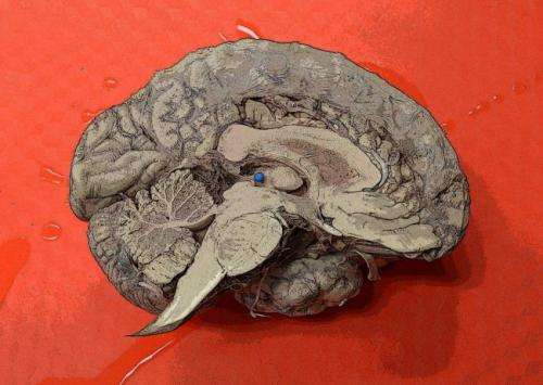 Neurobiology online course to attempt world's largest memory experiment
