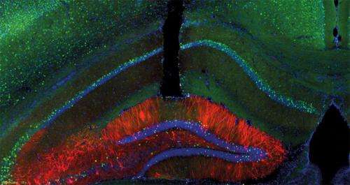 神经元可以重新编程以切换记忆的情绪协会