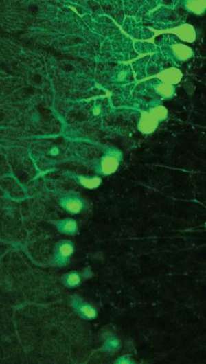 Neurons coordinate to fine-tune motor control