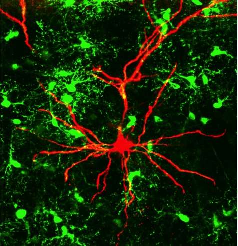 Neurons listen to glia cells