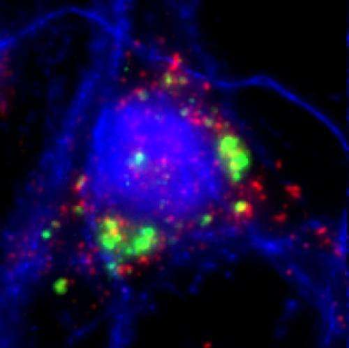 Neurons react to the transmission activity of exosomes on three fundamental levels
