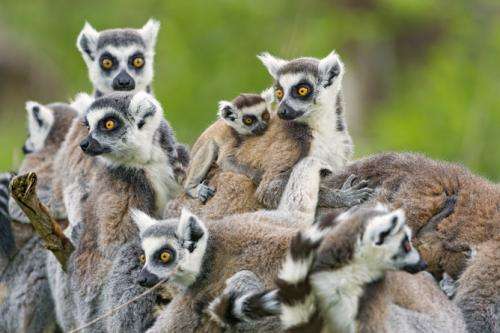 New action plan to save Madagascar's at-risk lemurs