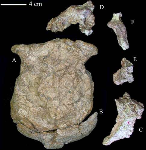 New Age of the Lantian Homo Erectus Cranium Extending to About 1.63 Million Years Ago