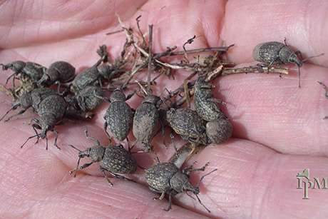 New alfalfa variety resists ravenous local pest