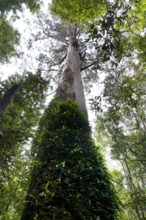 New analysis links tree height to climate