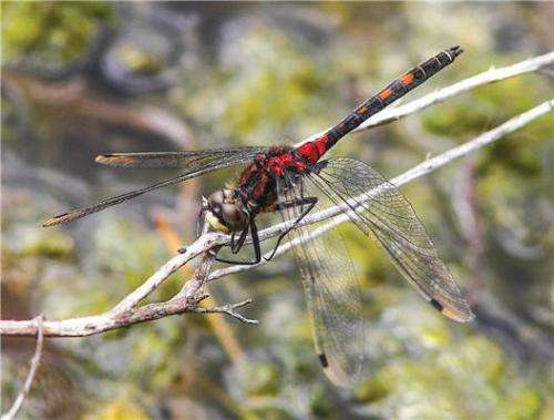 New atlas reveals trends in British dragonfly species