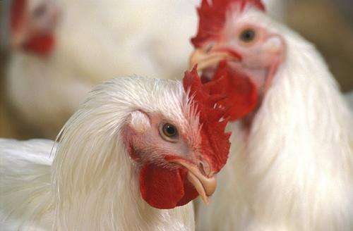 New avian influenza sampling method saves money